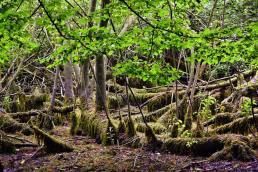 Mangrovenähnliche Wurzelstelzen mit Moos- und Algenbewuchs - NSG Altarm der Schwentine